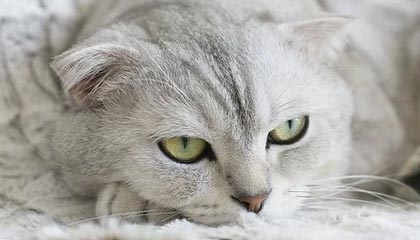 阿拉尔伴游，定制QQ：3494206190微信：act1322